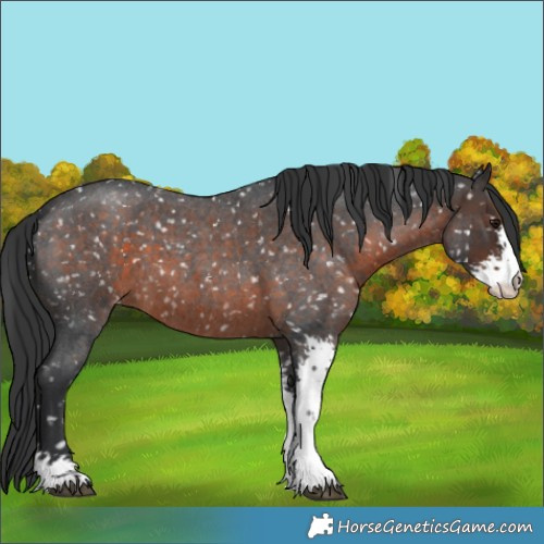 Horse Color:Brown Roan Sabino Appaloosa 