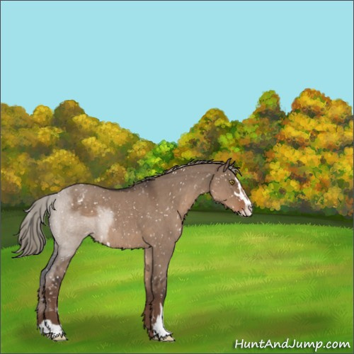 Horse Color:Liver Red Dun Roan Sabino Appaloosa 
