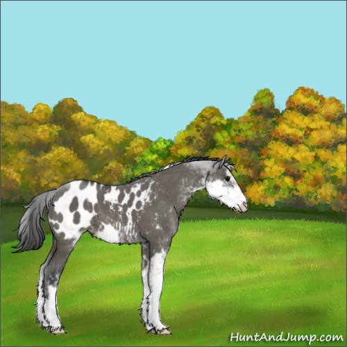 Horse Color:Grullo Sabino Appaloosa 