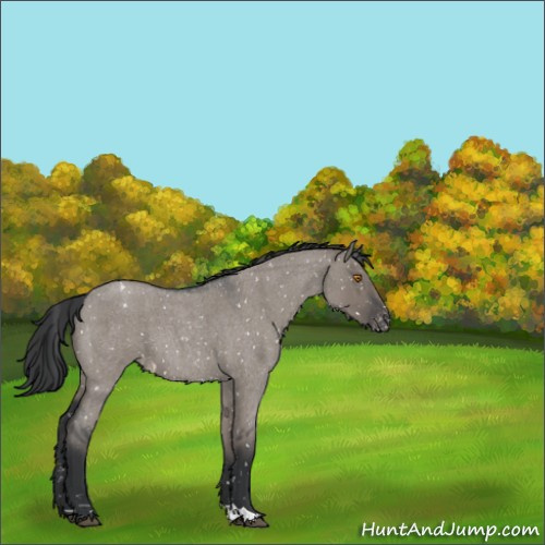 Horse Color:Grullo Roan Appaloosa 