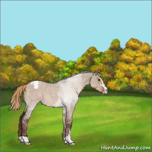 Horse Color:Liver Red Dun Roan Sabino Appaloosa 