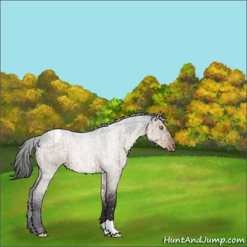 Horse Color:Brown Roan Dun Appaloosa Brindle 