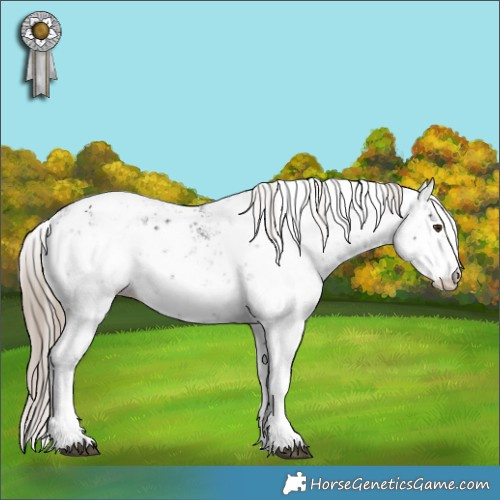 Horse Color:Liver Chestnut Sabino Appaloosa 