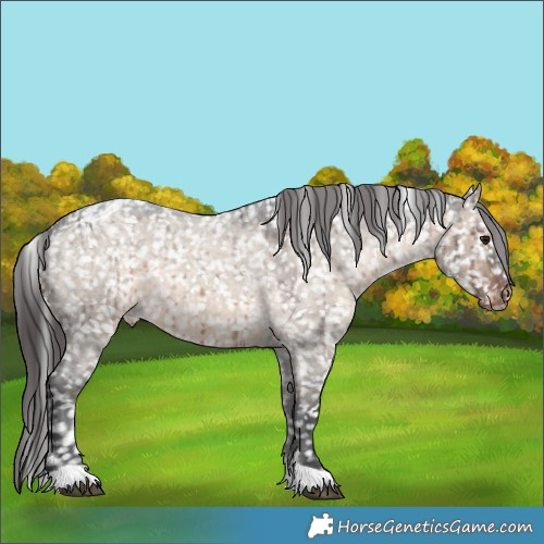 Horse Color:Brown Roan Dun Appaloosa Brindle 