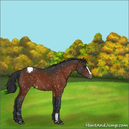 Horse Color:Brown Sabino Appaloosa 