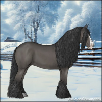 Horse Color:Grullo Rabicano  and Grullo Splash Rabicano 