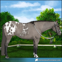 Horse Color:Grullo Appaloosa and Grullo Appaloosa