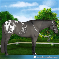 Horse Color:Grullo Appaloosa  and Grullo Appaloosa 