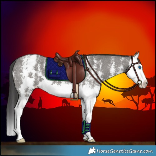 Horse Color:Grullo Sabino Splash Appaloosa 