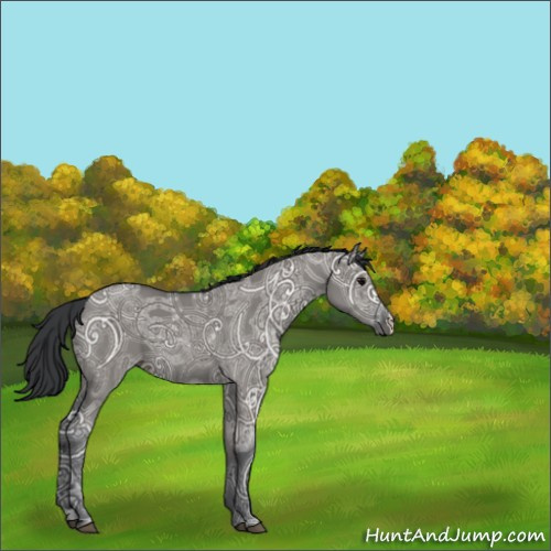 Horse Color:Grullo Ice 
