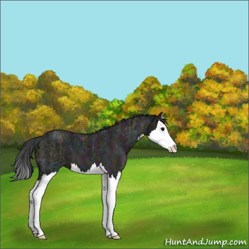 Horse Color:Midnight Grullo Ice Splash 