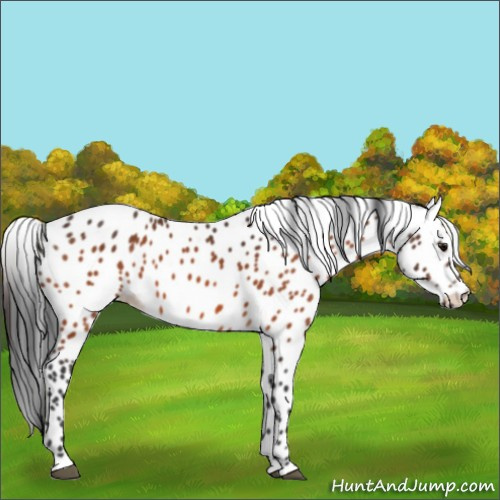 Horse Color:Bay Appaloosa