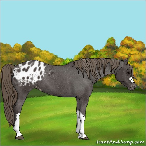 Horse Color:Smoky Black Appaloosa 