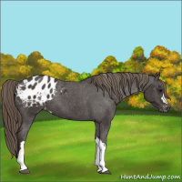 Horse Color:Smoky Black Appaloosa 