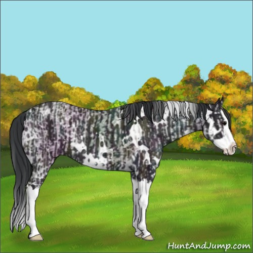 Horse Color:Grullo Ice Splash  and White Spotted Midnight Grullo Ice Splash 