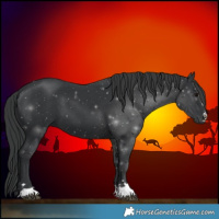 Horse Color:Black 