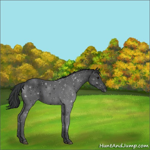 Horse Color:Black 