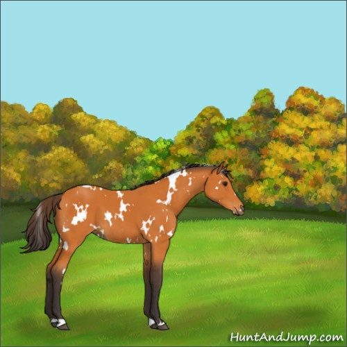 Horse Color:White Spotted Buckskin 