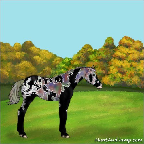 Horse Color:Nacre White Spotted Smoky Black Splash Appaloosa 