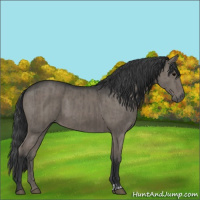 Horse Color:Grullo and Grullo