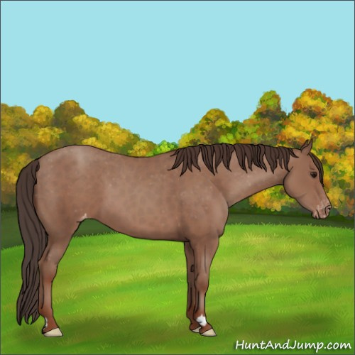 Horse Color:Classic Champagne Appaloosa