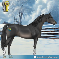 Horse Color:Black 