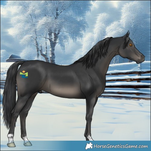 Horse Color:Black 