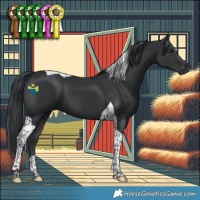 Horse Color:Black Tobiano 
