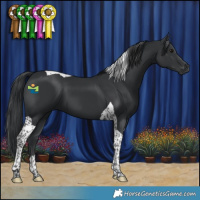 Horse Color:Black Tobiano 