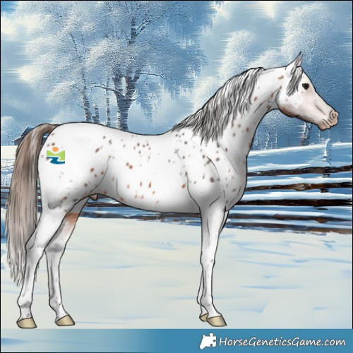 Horse Color:Bay Tobiano Appaloosa 