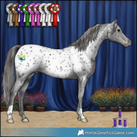 Horse Color:Black Appaloosa