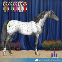 Horse Color:Black Appaloosa 
