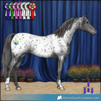 Horse Color:Black Appaloosa 