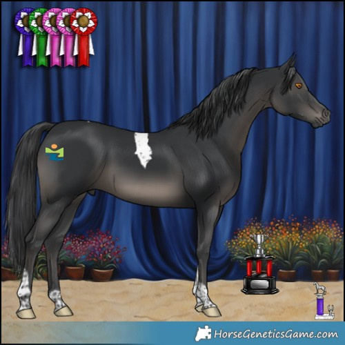 Horse Color:Black Tobiano 