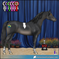 Horse Color:Black Tobiano