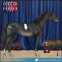 Horse Color:Black Tobiano 