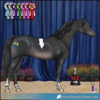 Horse Color:Black Tobiano 