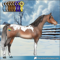 Horse Color:Bay Tobiano Blanket