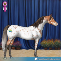 Horse Color:Bay Appaloosa 