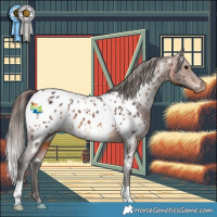 Horse Color:Brown Appaloosa 