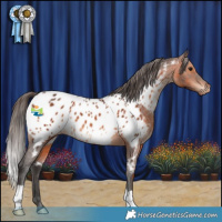 Horse Color:Brown Appaloosa 