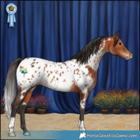 Horse Color:Brown Appaloosa 