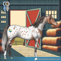 Horse Color:Brown Appaloosa 
