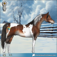 Horse Color:Bay Tobiano 