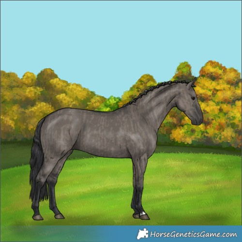 Horse Color:Grullo  and Grullo 