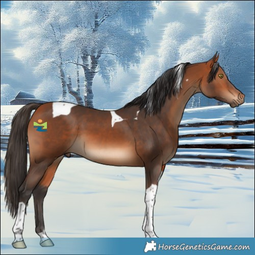 Horse Color:Bay Tobiano 