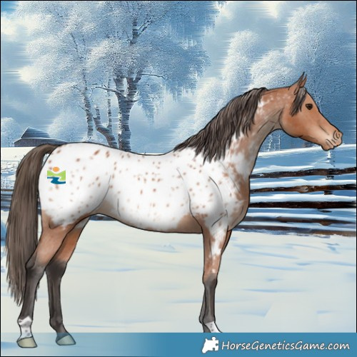 Horse Color:Bay Appaloosa 