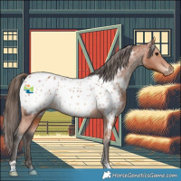 Horse Color:Bay Appaloosa 