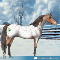 Horse Color:Bay Appaloosa