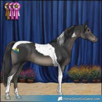 Horse Color:Black Tobiano 